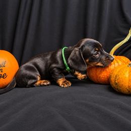 Reuben AKC - 2500 - Black and tan male Dachshund puppy in Indian Trail, North Carolina from Hilda’s Teenie Weenies