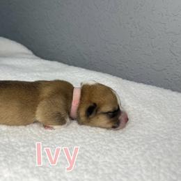 Pembroke Welsh Corgi Puppies from Corgi Lover Crew