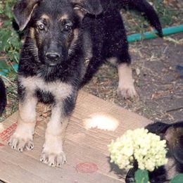 German Shepherd Puppies from Black Forest