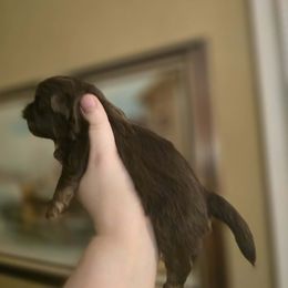 Boy 3 - Chocolate and tan male Shih Tzu puppy in Norris City, Illinois from Dainty and Darling Shih Tzu