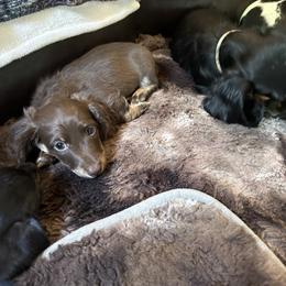 Frankie - Chocolate and cream male Dachshund puppy in Salem, Oregon from Ide's of March Dachshunds