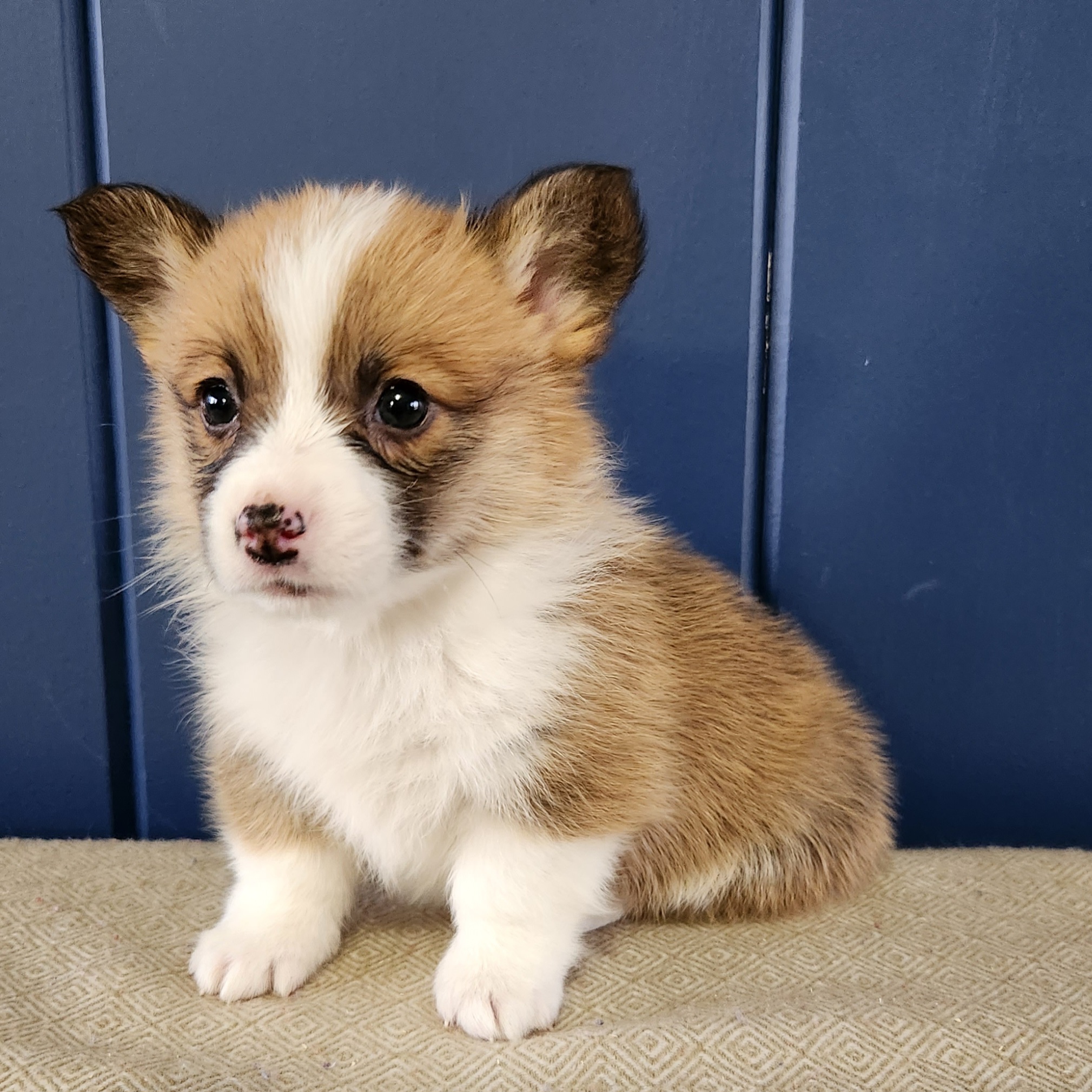 Pembroke Welsh Corgi Puppies from Cozy Corgi Ranch