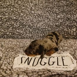 Dachshund Puppies from Wisteria Grove Dachshunds