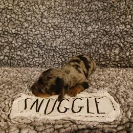 Dachshund Puppies from Wisteria Grove Dachshunds