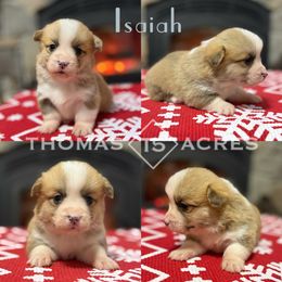 Isaiah - Fawn male Pembroke Welsh Corgi puppy in Raymond, Illinois from Thomas Acres