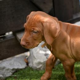 Mr Orange - Golden rust male Vizsla puppy in Lexington, Kentucky from Summit Vizsla (we can deliver to you)