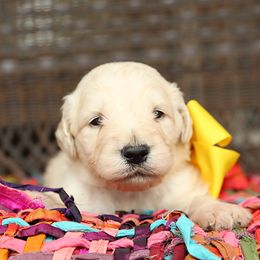 Australian Labradoodle, Bernedoodle, and Goldendoodle Puppies from Golden Fields Doodles