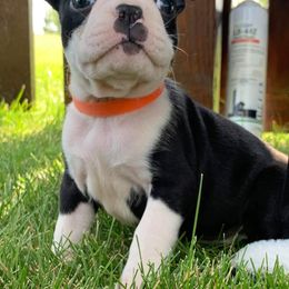 Boston Terrier Puppies from Bagosy's Boston Terriers 6