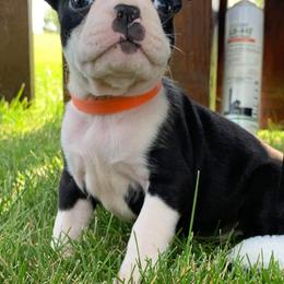 Boston Terrier Puppies from Bagosy's Boston Terriers 6