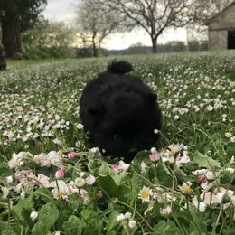 Pomeranian Puppies from Mac Daddy Poms