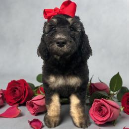 Laguerta - Phantom female Goldendoodle puppy in Prosperity, Pennsylvania from Stelladoodles & Company
