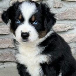 Tessa - Black tri female Miniature Australian Shepherd puppy in Cunningham, Tennessee from Copper Creek Aussies