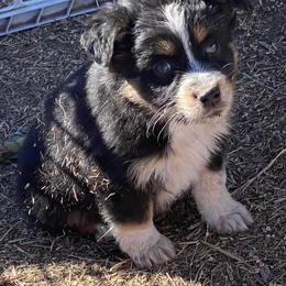 Miniature Australian Shepherd Puppies from C&J Miniature Aussies