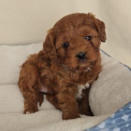 Jenny - Red female Cavapoo puppy in Blackfoot, Idaho from Rocky Desert Goldens and Cavaliers