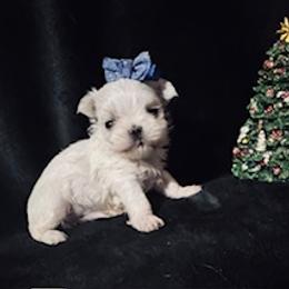 Lucky - White male Maltese puppy in Alexandria, Alabama from Lydia's Maltese and Yorkshire Terriers