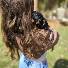 Cavalier King Charles Spaniel Puppies from Grand Oaks Cavaliers