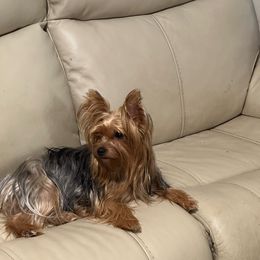 Mia - Yorkshire Terrier