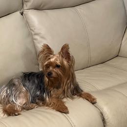 Mia - Yorkshire Terrier