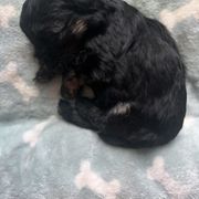 Girl 1 - Lowchen puppy in Byron, Georgia from Lelani