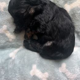 Girl 1 - Lowchen puppy in Byron, Georgia from Lelani