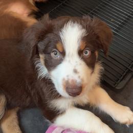 Australian Shepherd Puppies from Aussie Odyssey