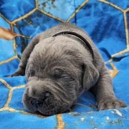 Black Collar aka Delamain - Gray male Cane Corso puppy in Houston, Texas from Zenith Cane Corso