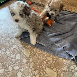Aussiedoodle Puppies from Creek Bend Farm