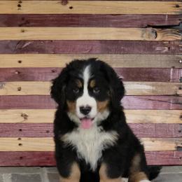 Bella  ..Turquoise blk-tan - Black tan and white female Bernese Mountain Dog puppy in Gaffney, South Carolina from Circle D Farms
