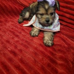 Yorkshire Terrier Puppies from Cuties for Cuties..Yorkies