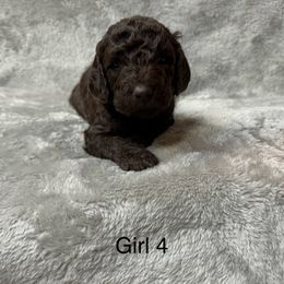 Goldendoodle Puppies from Bell’s Goldendoodles