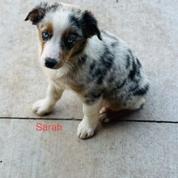 Sarah - Blue merle Miniature Australian Shepherd puppy in Washington, Oklahoma from Okie Aussies