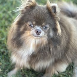 Ms Bugatti - Pomeranian