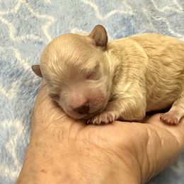 Maltese and Maltipoo Puppies from Chez Lexi Kennels