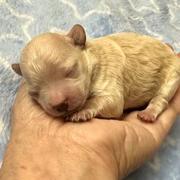 Maltese and Maltipoo Puppies from Chez Lexi Kennels