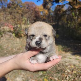 Tucker - Sesame male Shiba Inu puppy in Illinois from Precious-Puppies