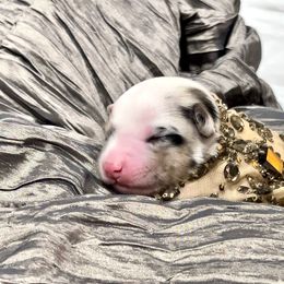 Aussiedoodle Puppies from Ever After Mini Doodles