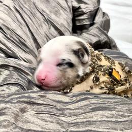 Aussiedoodle Puppies from Ever After Mini Doodles