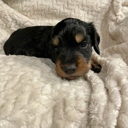 Monster Mash - Black and tan male Dachshund puppy in Huntington, Arkansas from Rockstar.Weiners
