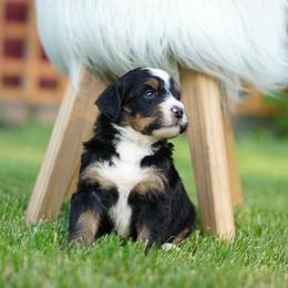 Gus - Tri-color male Bernedoodle puppy in Spokane, Washington from Lilac City Doodles