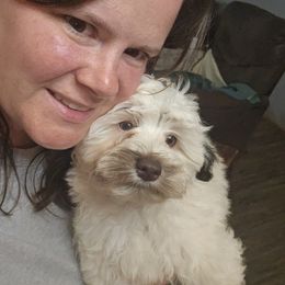 Angelica - Schnoodle puppy in Arkansas from Central AR Schnoodles