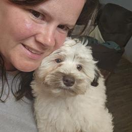 Angelica - Schnoodle puppy in Arkansas from Central AR Schnoodles
