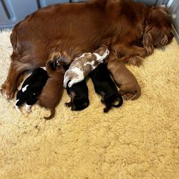 Holly - female Cavalier King Charles Spaniel puppy in Paulden, Arizona from Nine Mile Cavaliers