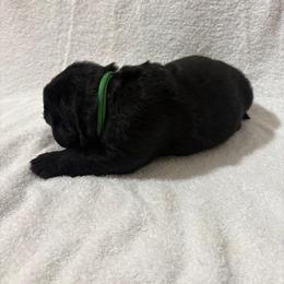 German Shepherd and Newfoundland Puppies from Tampa Bay Farm