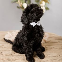 Indy - Black male Cavapoo puppy in New River, Arizona from Catella Cavaliers and Cavapoos