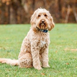 Finn - Goldendoodle