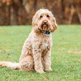 Finn - Goldendoodle