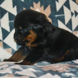 Girl 3 - Black and mahogany female Rottweiler puppy in Ethel, Washington from Titanenheim Rottweilers