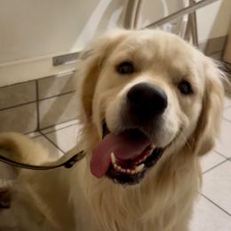 Axle - Golden Retriever