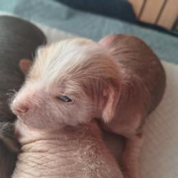 Happy - White female Chinese Crested puppy in Frederick, Maryland from Lovable Cresteds