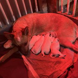Australian Cattle Dog puppies from Australian Cattle Cuties and littles